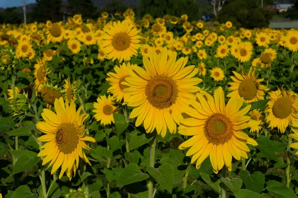 sunflowers